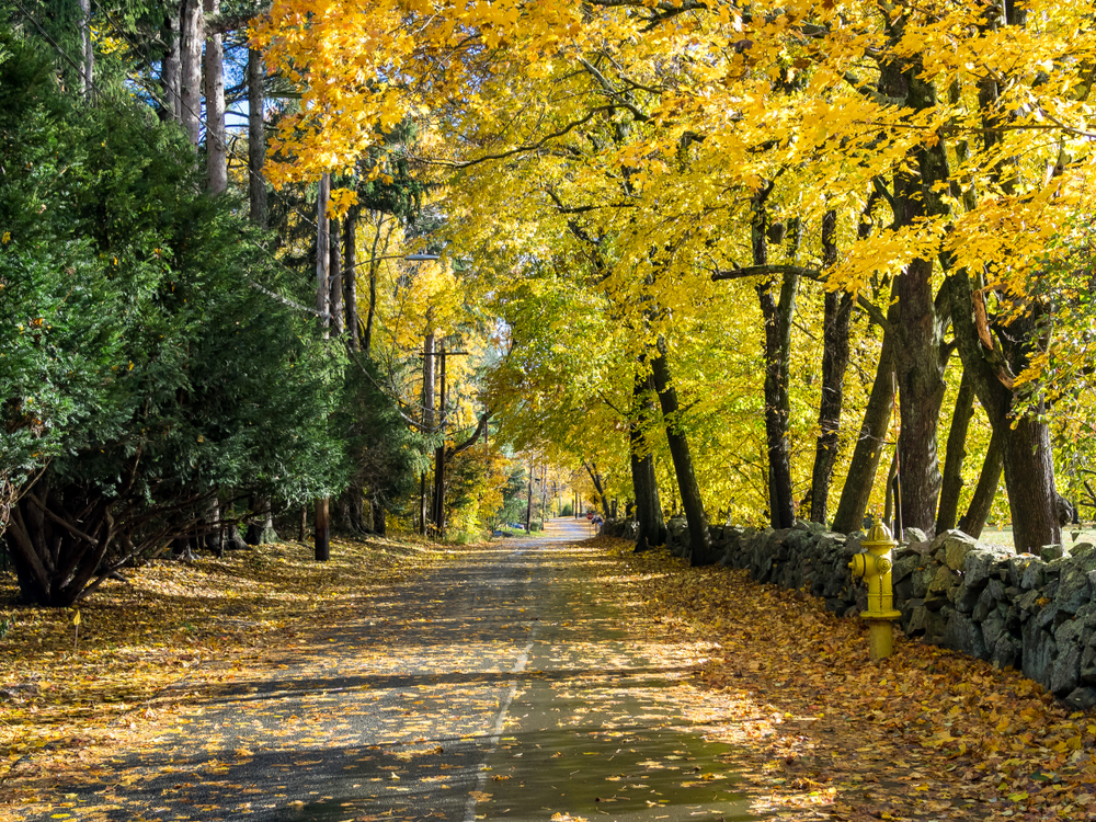 dedham road with foliage